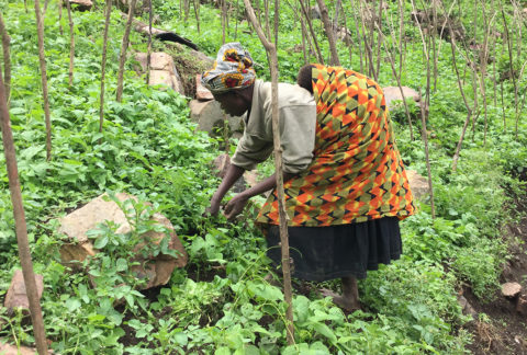 RESILIENT LIVELIHOODS